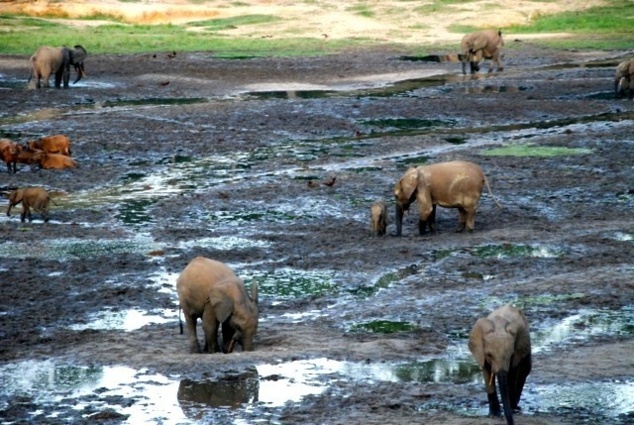 Le Coordonnateur national  du Fonds Mondial pour la Nature (WWF), Jean Brenard Yarissem sollicite le concours des experts internationaux pour la sécurisation des aires protégées de Zanga-Sangha