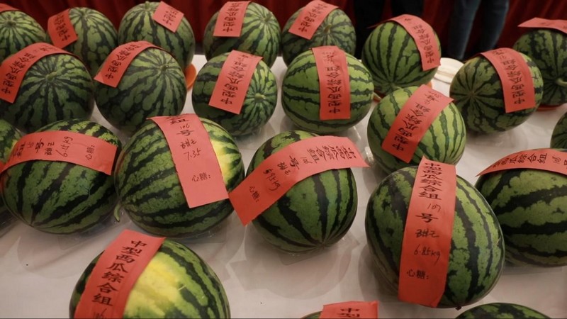 ​Un festival de la pastèque se tient à Beijing