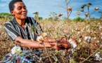 Apurement des arriérés des redevances des cotonculteurs de la préfecture de la Kémo